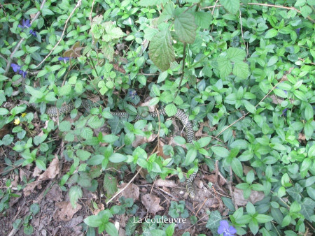 que se cache dans les fleurs