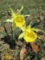 /album/fleurs-jaune/jonquilles-jpg1/