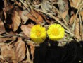 /album/fleurs-jaune/tussilage-jpg1/