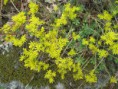 /album/fleurs-jaune/a30-img-3431-jpg/