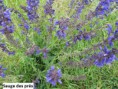/album/botanique-avril-mai-2017/sauge-jpg1/