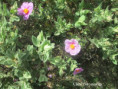 /album/mai2025/img-9551-jpg/