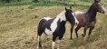 /album/saint-sylvestre-jeudi-5-juin-13-h/img-20250605-wa0003-jpg/