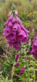 /album/saint-sylvestre-jeudi-5-juin-13-h/img-20250605-wa0004-jpg/