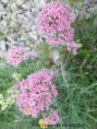 /album/les-rchers-de-gironne-col-du-rousset/img-9737-jpg/