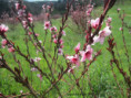/album/st-sylvestre-jeudi-26-mars-9-h/img-1926-jpg/