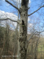 /album/st-sylvestre-jeudi-26-mars-9-h/img-1936-jpg/