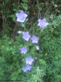 /album/jeudi-28-mai-2026-a-8-heurs-le-volcan-de-chirouze-par-pranles-07-s/img-2423-jpg/