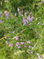 /album/tourniol-11-juin-13/img-20260607-wa0001-jpg/