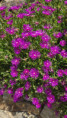 /album/st-sylvestre-jeudi-11-juin-9-h/img-20260611-wa0009-jpg/